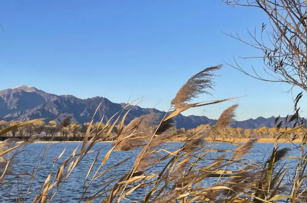 北京去延庆野鸭湖旅游包车带司机一天多少钱？