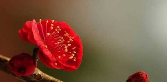 首汽租车为您推荐北京春季包车去玩的好地方