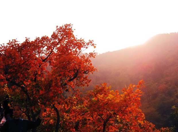 北京大巴车22座从小红门到香山包车带司机一天来回多少钱？