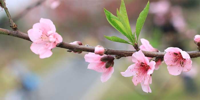 北京春游大巴包车去平谷桃花节一日游费用地址线路