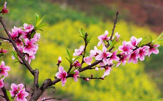 北京到平谷桃花节大巴包车精品路线推荐