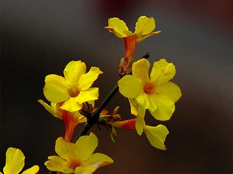  北京租考斯特去香山植物园玩一天多少钱？