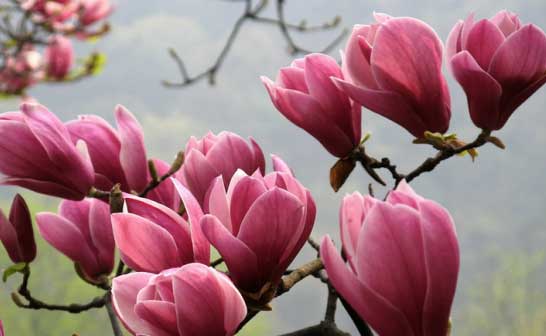 花开成海！首汽租车为您推荐全北京包车赏花攻略