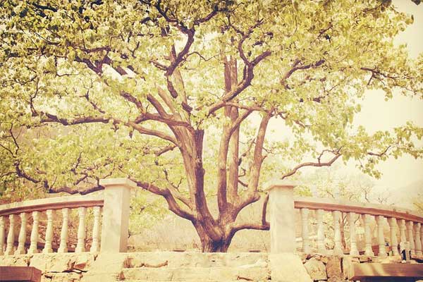 北京55座大巴包车到天津梨木台攻略,北京大巴包车到天津梨木台包车2天多少钱？