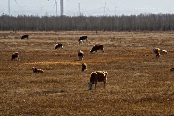 康西草原包车,北京到康西草原55座大巴包车攻略
