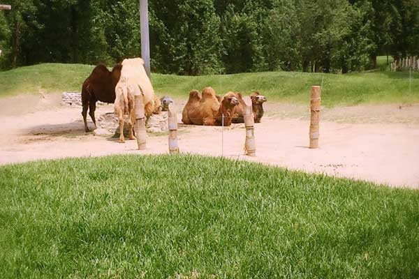 17座依维柯包车到北京野生动物园一天接送价格