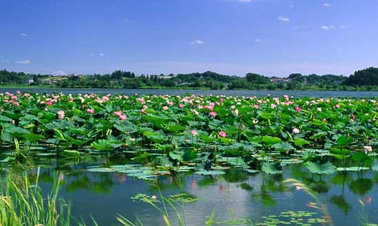 北京到白洋淀包车带司机费用,北京租车到白洋淀带司机多少钱?