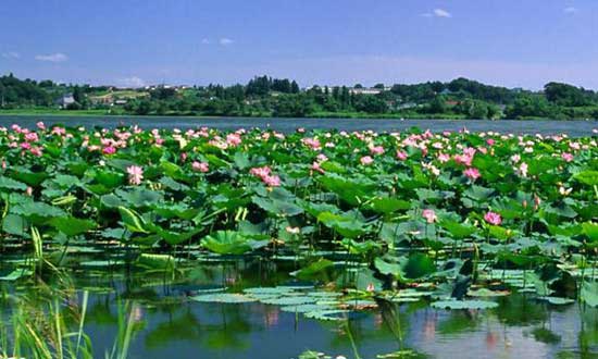 北京到衡水包车带司机费用,北京租车到衡水55座大巴带司机多少钱?