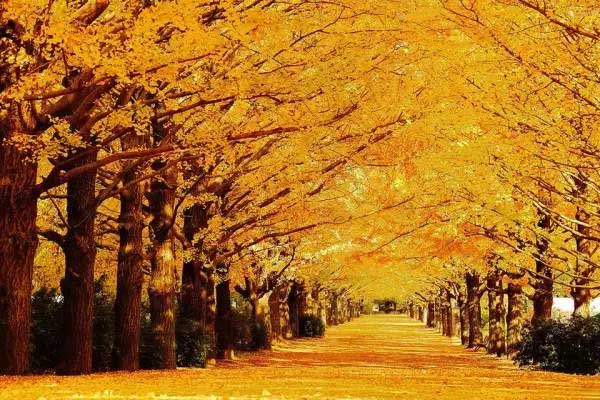 北京秋季周边包车游：首汽租车荐美景好车相伴