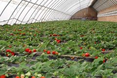 北京租车到昌平天翼草莓园55座商务旅游大巴租车带司机接送一天多少钱