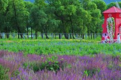 北京租车到怀柔东方普罗旺斯薰衣草庄园商务旅游大巴租车带司机接送一天多少钱