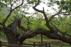 北京租车到怀柔凤山百果园商务旅游大巴租车带司机接送一天多少钱