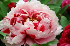 北京租车到怀柔凯创牡丹园商务旅游大巴租车带司机接送一天多少钱