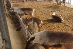 北京租车到怀柔鹿世界主题园商务旅游大巴租车带司机接送一天多少钱