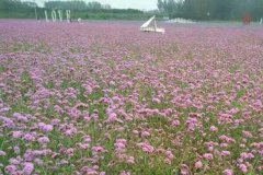 北京租车到怀柔香草世界商务旅游大巴租车带司机接送一天多少钱