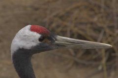 北京租车到怀柔红螺湖鸟岛商务旅游大巴租车带司机接送一天多少钱