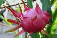 北京租车到怀柔宽沟火龙果种植基地商务旅游大巴租车带司机接送一天多少钱