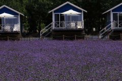 北京租车到密云古北口紫海香堤香草艺术庄园商务旅游大巴租车带司机接送一天多少钱