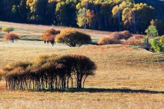 北京租车去木兰围场接送价格一天多少钱?大巴包车带司机多少钱一天?