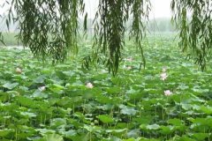 北京去白洋淀租车多少钱？配司机接送多少钱？