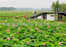 北京租大巴去河北白洋淀包旅游大巴一天多少钱？