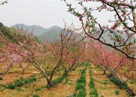 首联租车承接平谷赏桃花一日游包车