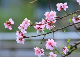 又是一年春来临，首联租车为您推荐赏花好去处